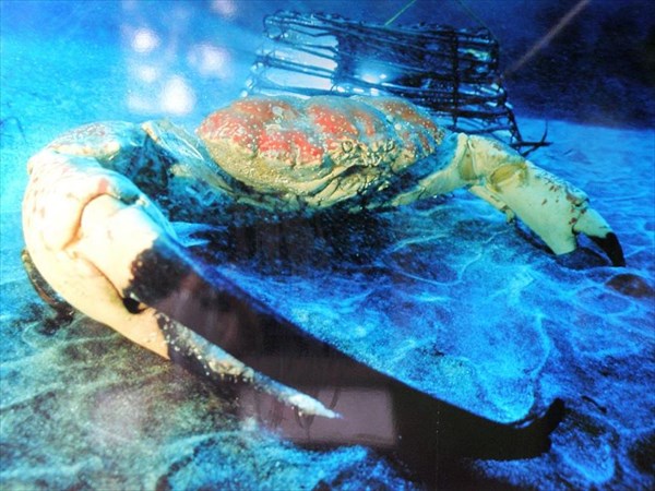 041-Самец королевского краба - самый крупный краб в мире
